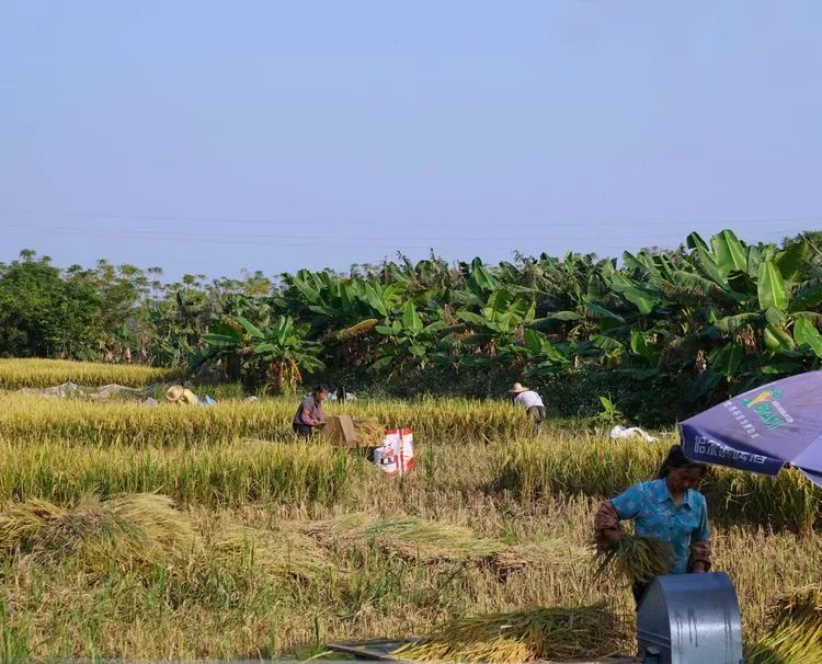 肇庆砚洲岛美景,行摄肇庆