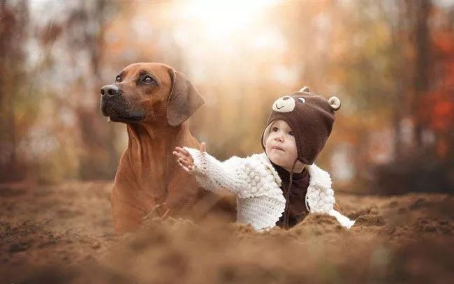 在家给狗狗剪毛的简便方法,狗狗比熊剪毛完整视频教程