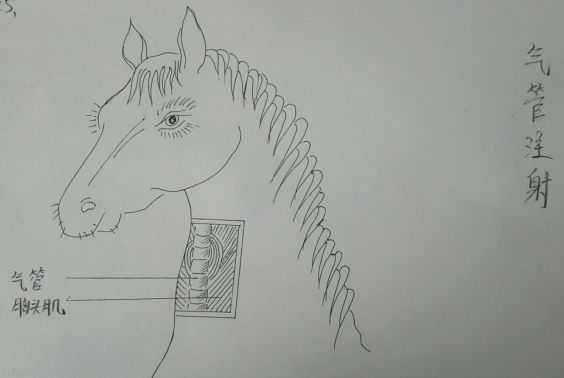 兽医解剖手绘图,兽医画像