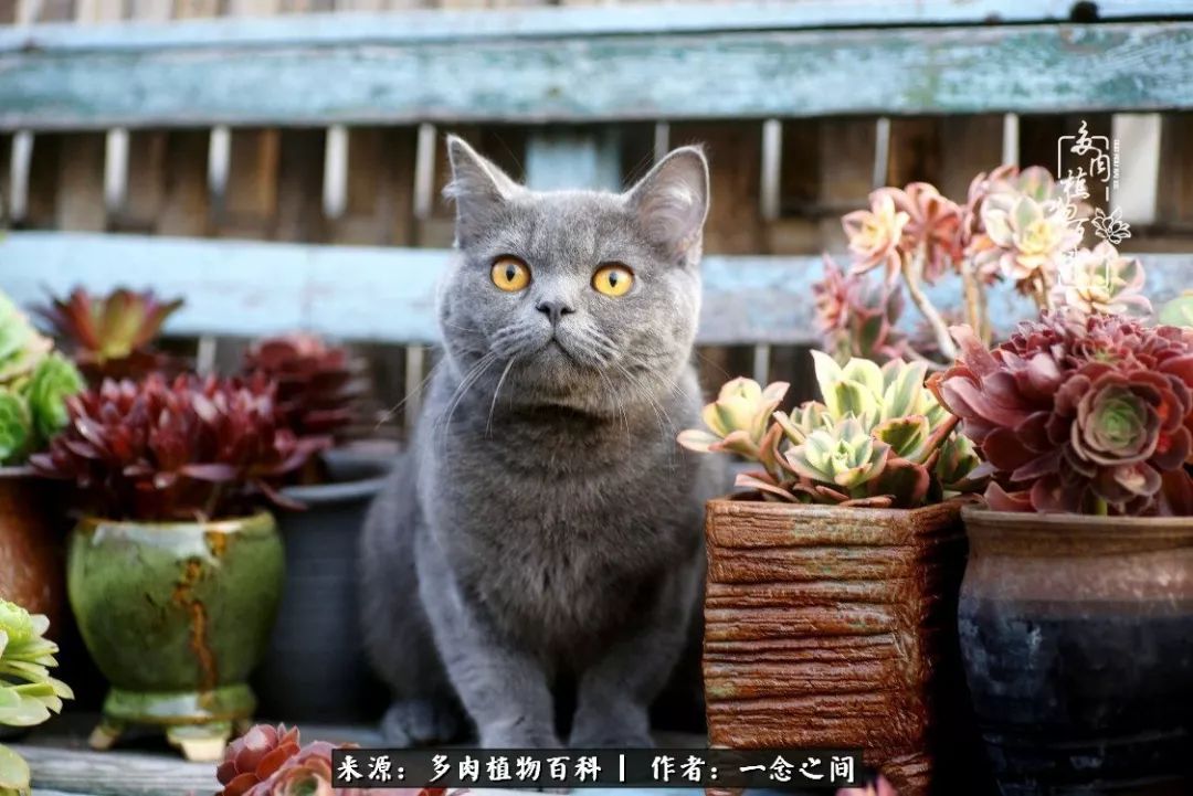 天敌Or天使：多肉与萌宠共处一室，究竟是谁的幸与不幸?