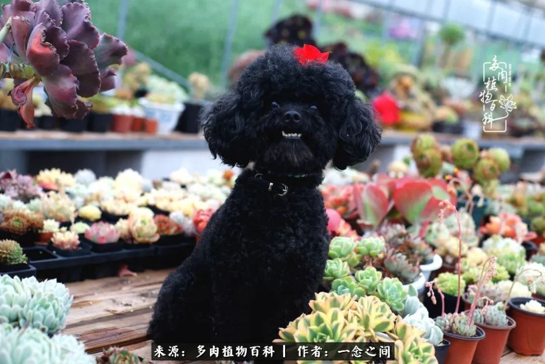 天敌Or天使：多肉与萌宠共处一室，究竟是谁的幸与不幸?