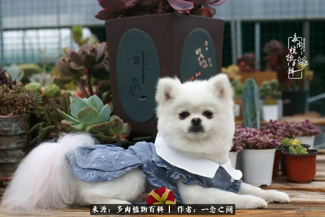 天敌Or天使：多肉与萌宠共处一室，究竟是谁的幸与不幸?