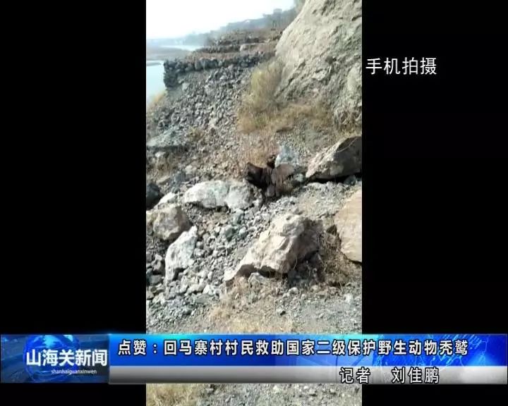 捡到小鸟是国家二级野生保护动物,花坛惊现大鸟国家保护动物