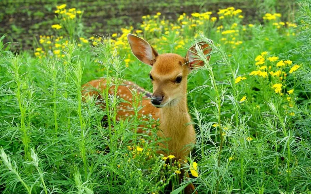 阿尔山五一适合旅游吗,五一阿尔山的风景怎样