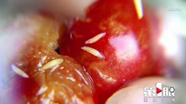 樱桃里面的虫子怎么能泡出来,樱桃里的虫子怎么样才能泡出来