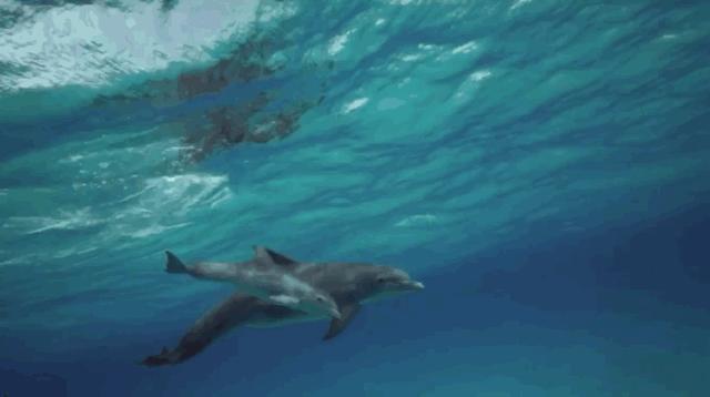 100个早教资源合集,儿童早教外教动画推荐