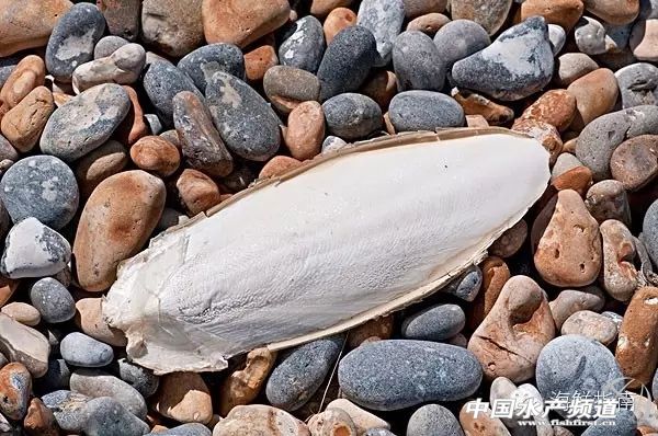 如何区分章鱼墨鱼鱿鱼,怎么区分章鱼乌贼墨鱼鱿鱼