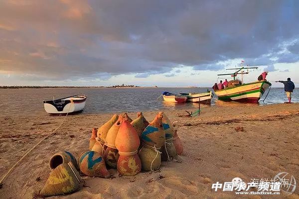 章鱼鱿鱼墨鱼乌贼区别,如何区分章鱼墨鱼鱿鱼