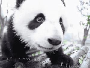 【荐读】熊猫：萌啥子哟，我是要雄起！