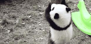 【荐读】熊猫：萌啥子哟，我是要雄起！