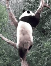 熊猫萌啦,熊猫萌化