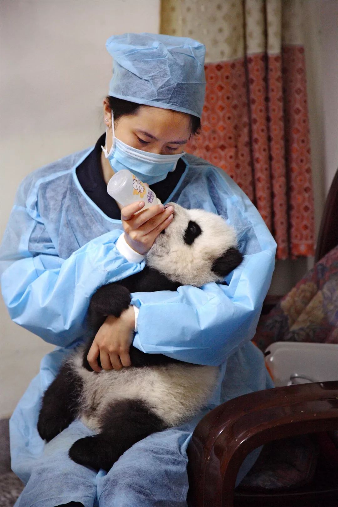 熊猫萌啦,熊猫萌化