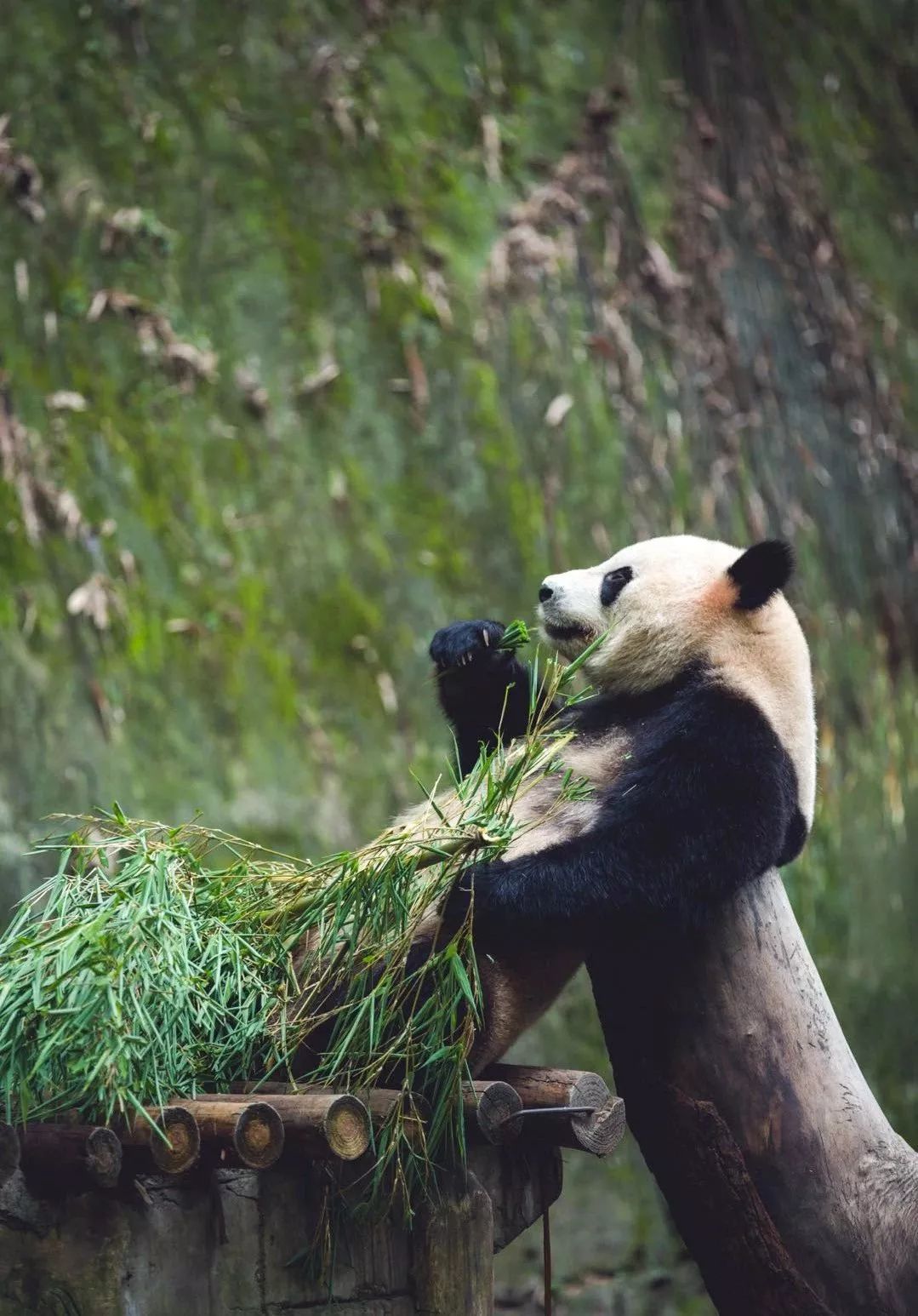 熊猫萌啦,熊猫萌