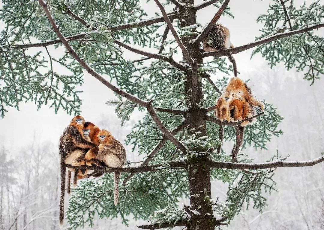 【荐读】熊猫:萌啥子哟,我是要雄起!