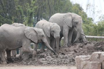 去处｜你真的知道怎么玩转上海野生动物园吗？最全指南在这里！
