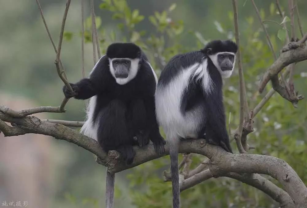 去处｜你真的知道怎么玩转上海野生动物园吗？最全指南在这里！