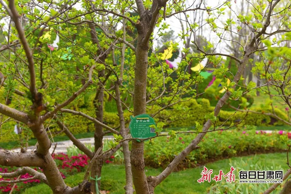 世园会甘肃园美丽的丝路画卷,飞天舞蹈表演甘肃