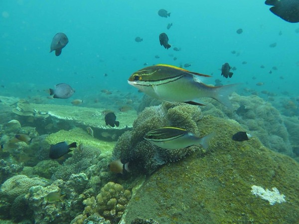 巴厘岛潜水之旅,巴厘岛潜水风景图