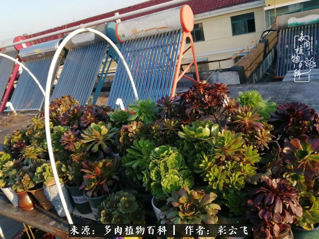 爱春天,爱阳光,爱法师!让我们一起跳法师坑吧!