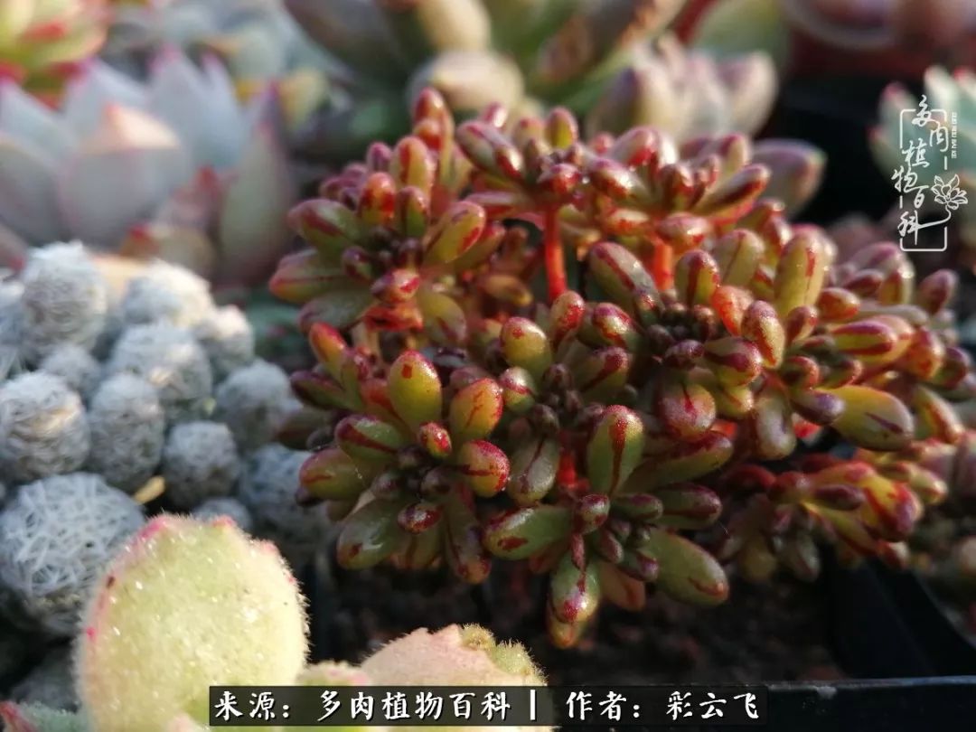 爱春天,爱阳光,爱法师!让我们一起跳法师坑吧!