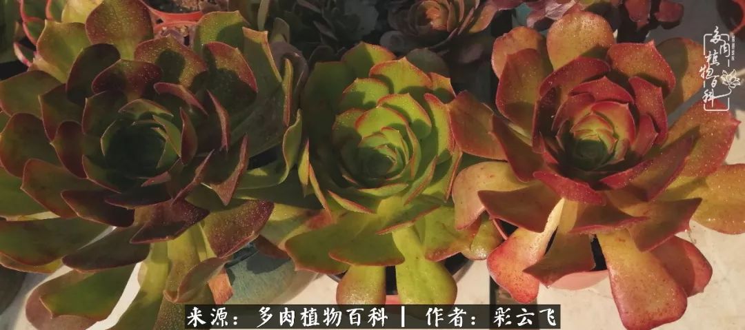 爱春天,爱阳光,爱法师!让我们一起跳法师坑吧!