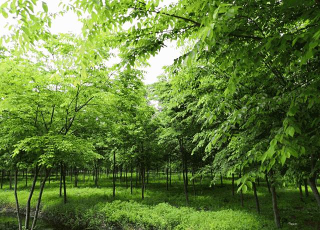 江苏沭阳春日旅游攻略图,沭阳旅游攻略自由行