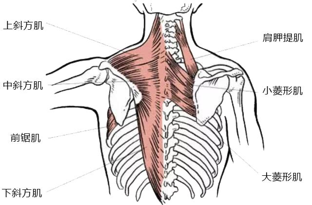 童星逆袭视频,童星有哪些成功转型