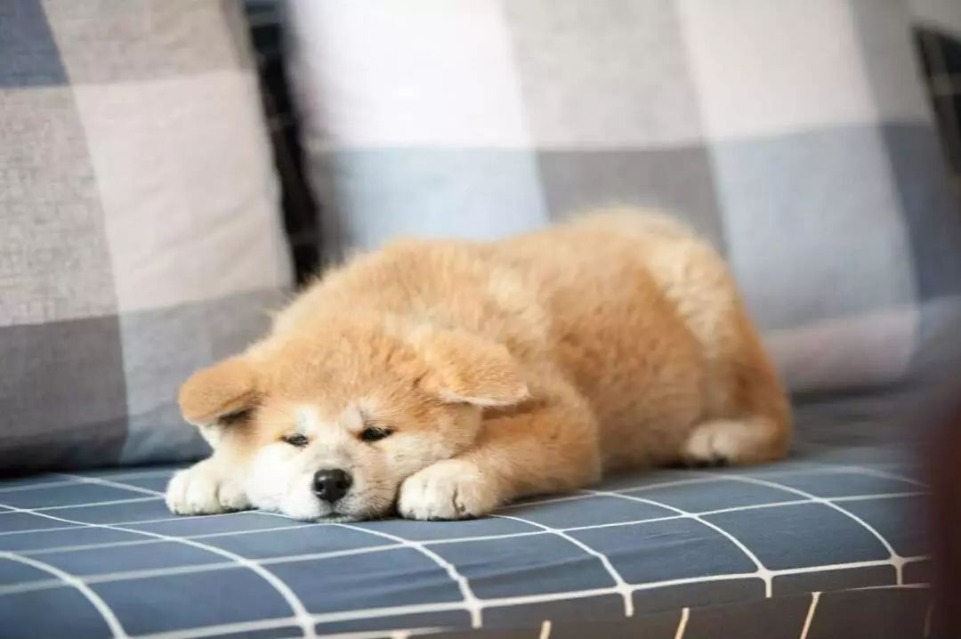 狗狗感冒了可以吃成人感冒药吗,刚出生5天的狗狗感冒了怎么办