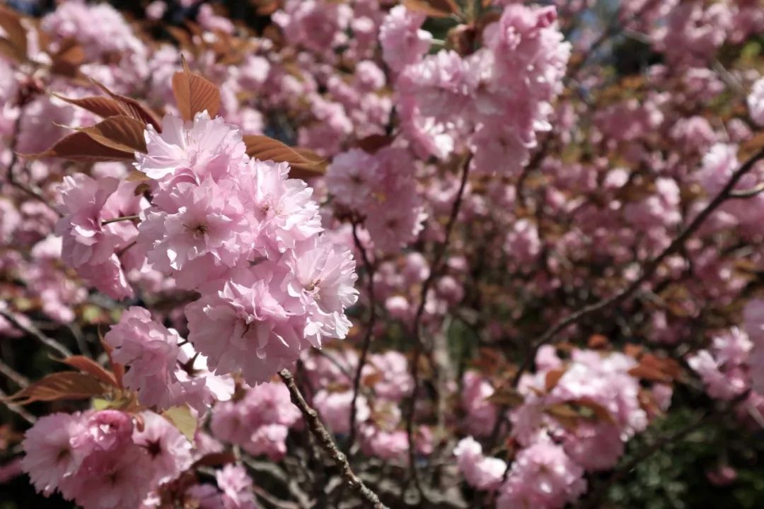 大阪四天三晚够了吗,五天四晚大阪自由行
