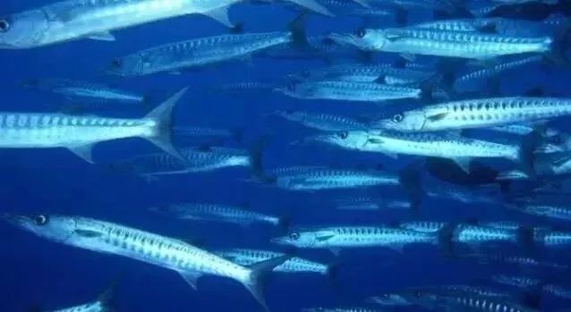 强迫晚婚，控制户口本，当红小花遭极品婆婆在线拆婚！