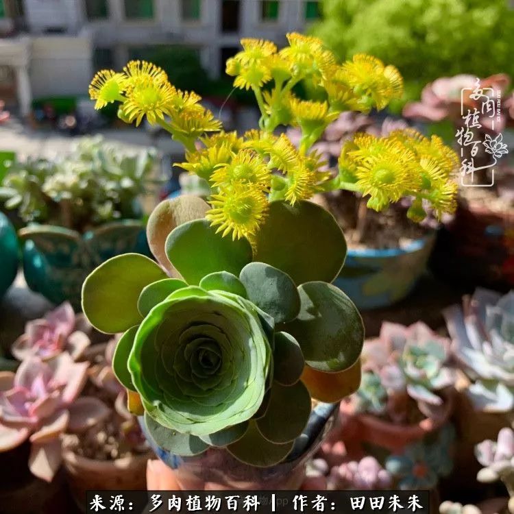 玫小青,7月份了山地玫瑰该怎么养