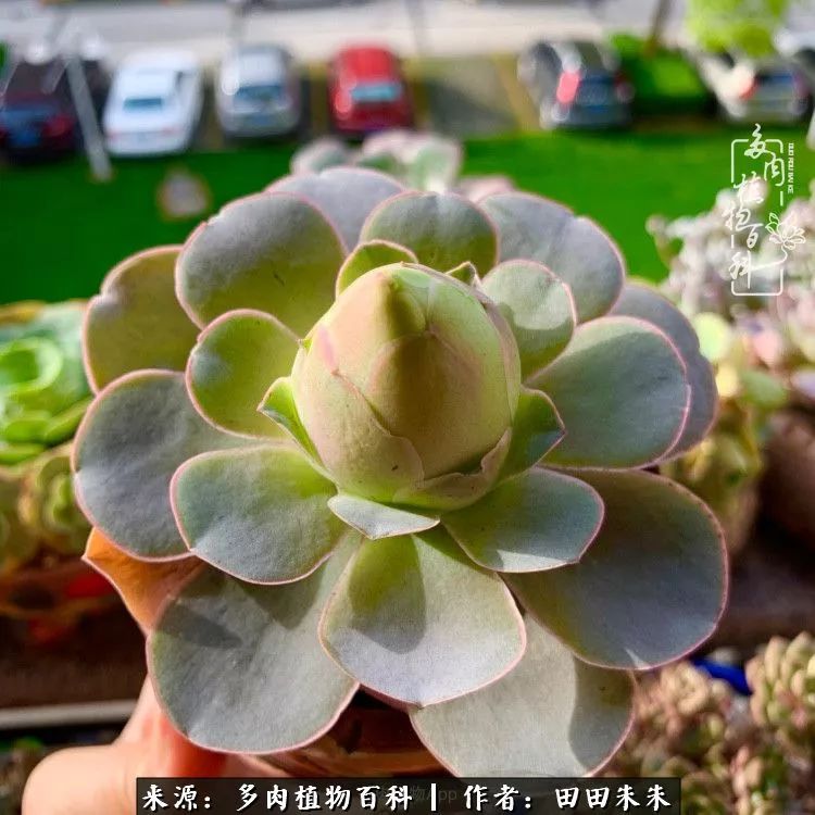 山地玫瑰爆侧芽要怎样养护,适合新手养的山地玫瑰