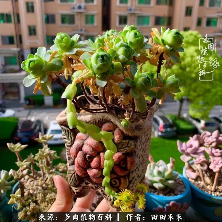 玫小青,7月份了山地玫瑰该怎么养