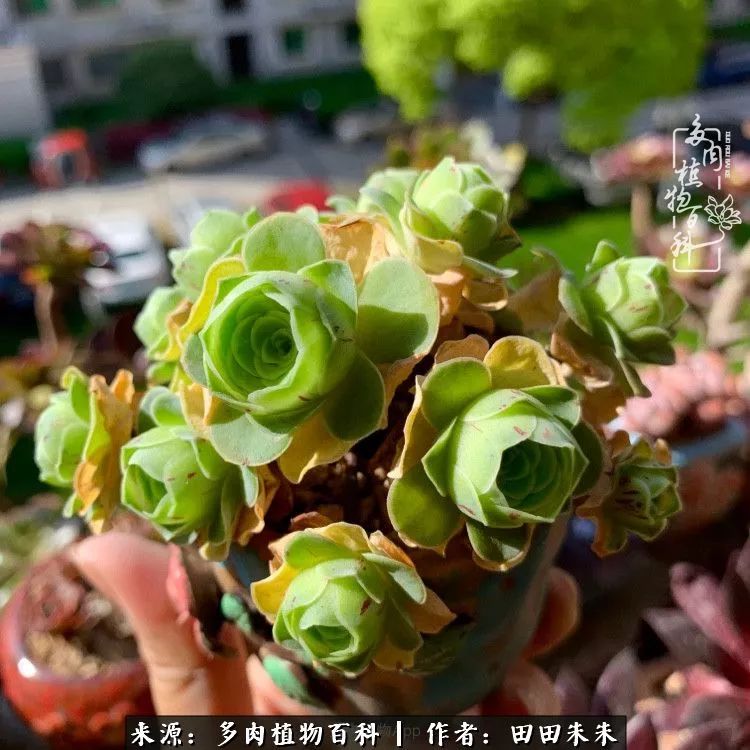 山地玫瑰爆侧芽要怎样养护,适合新手养的山地玫瑰