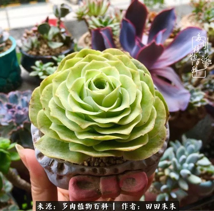 山地玫瑰爆侧芽要怎样养护,适合新手养的山地玫瑰