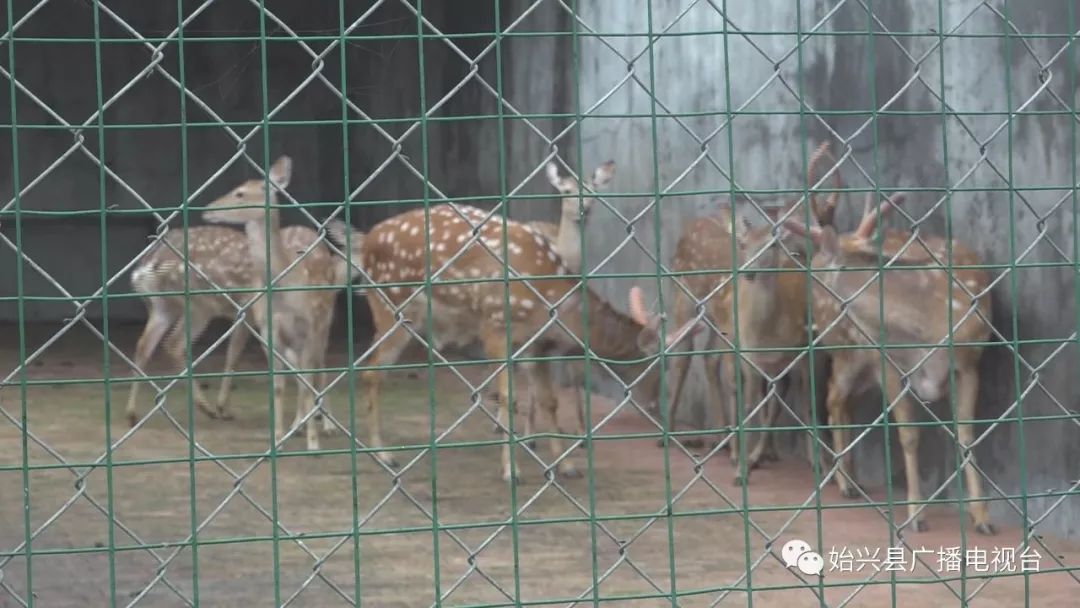 始兴开心农庄,始兴顿岗开心农庄要不要门票
