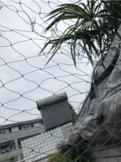 闲聊多肉大军四川“兵团”川南支队养肉记！