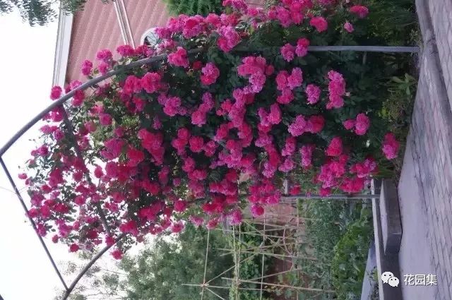 露台如何打造月季花墙,月季花墙图片大全欣赏