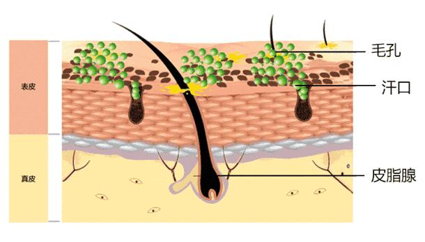 鸡皮肤永久消除,37天快速祛鸡皮肤