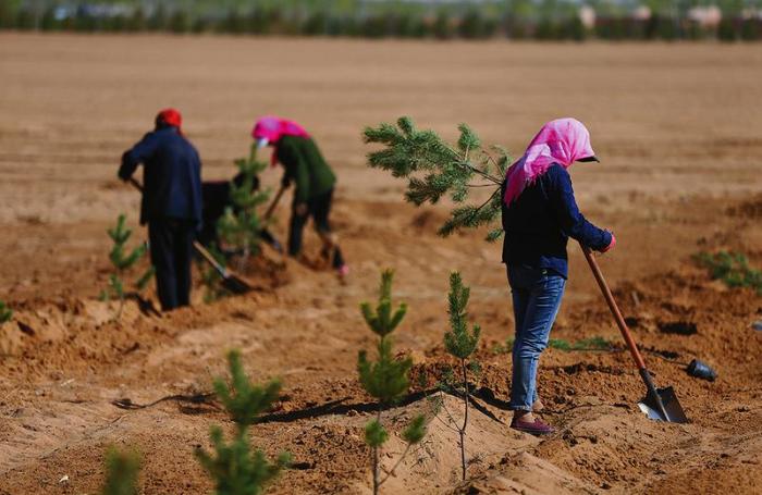 行走在大漠戈壁,行走在新疆的胡杨