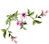 华美紫馨医美行动,华美紫馨开业盛典