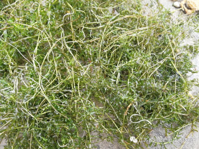 江苏省河蟹体系专家再赴一线调研蟹池杀青苔药害情况