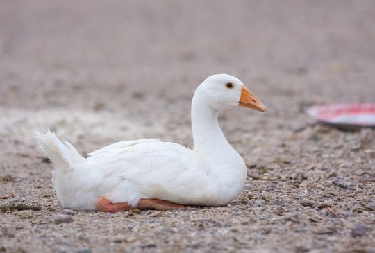 养鹅技术和方法,养鹅技术与技巧