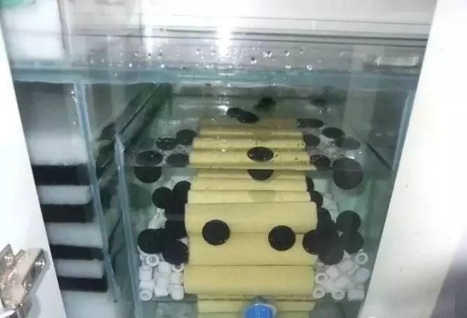 1.5米生态缸的用料及造景,1.2米的缸适合做什么缸