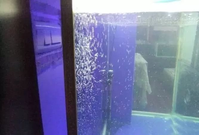 1.5米生态缸的用料及造景,1.2米的缸适合做什么缸