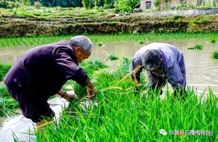 插秧感人的经历,插秧是一年中最重要的事儿