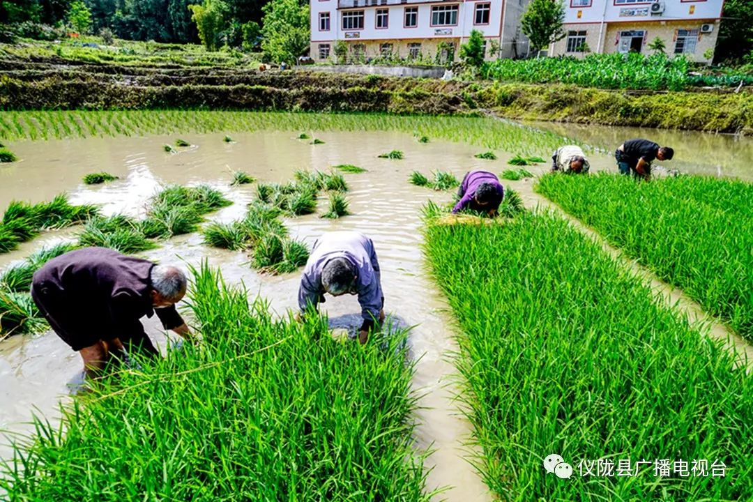 插秧感人的经历,插秧是一年中最重要的事儿