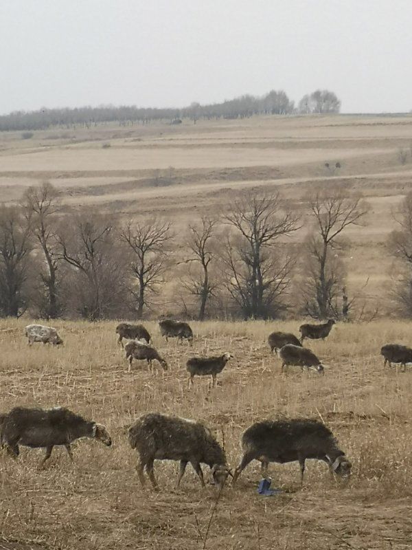 山西兆光电厂拉灰车污染,山西左云县环境污染