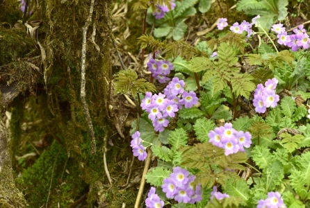 春山鸟空啼,春山空啼鸟