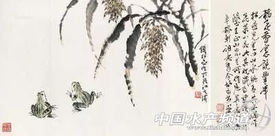 稻田养殖田蛙的利润怎么样,稻田黑斑蛙养殖政策